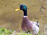 Duck 2
